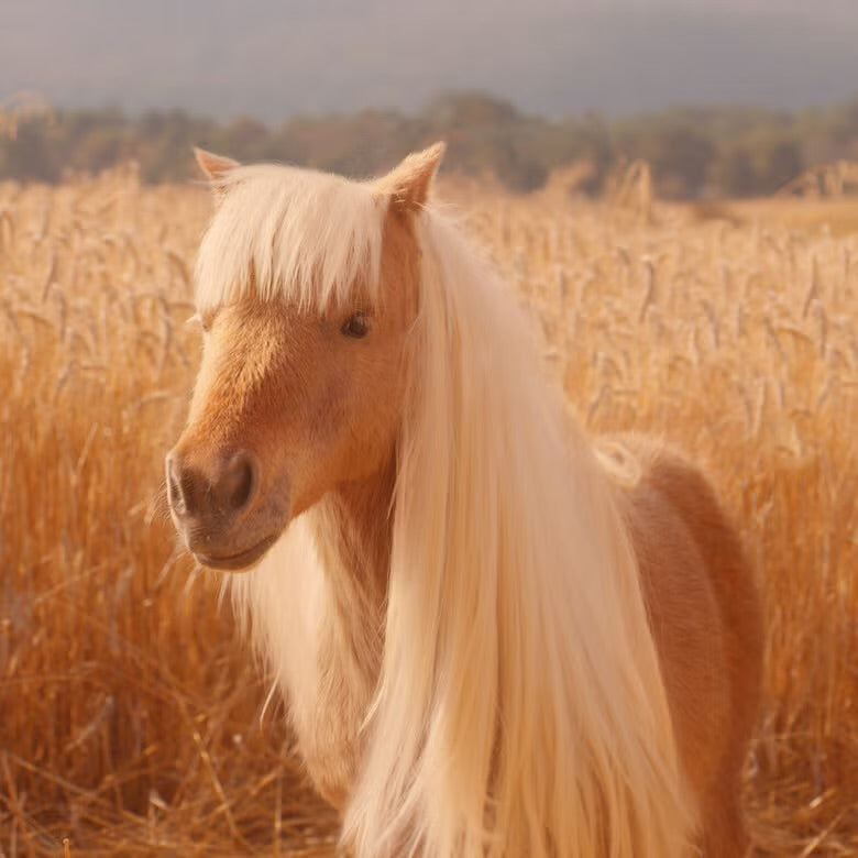 Halo Glow Liquid Filter